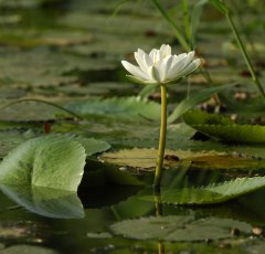 Flora